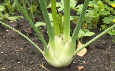 Fenchel