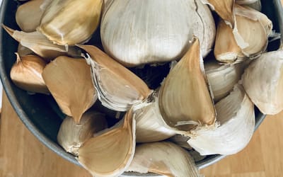 Ungarischer Elefantenknoblauch