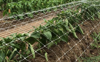 Rankgitter für Paprika und Chili (1 m)