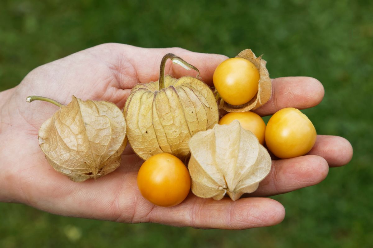 Großfruchtige Physalis Tropicana