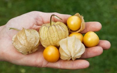 Großfruchtige Physalis Tropicana