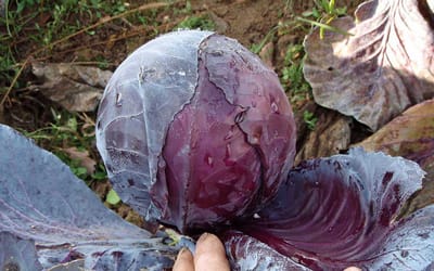Granat
