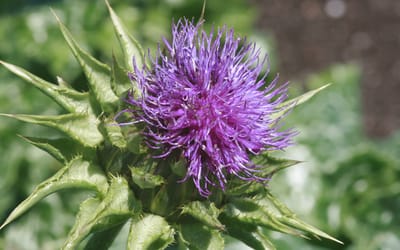 Mariendistel