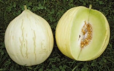 Hógolyó