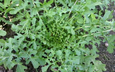 Rucola Esmee