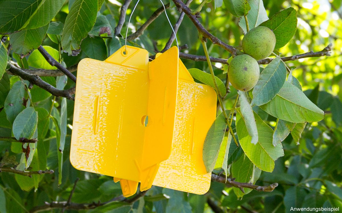 Rebell amarillo  - Tangle-Trap Insektenleim