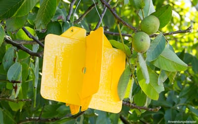 Rebell amarillo  - 4 Kreuzfallen