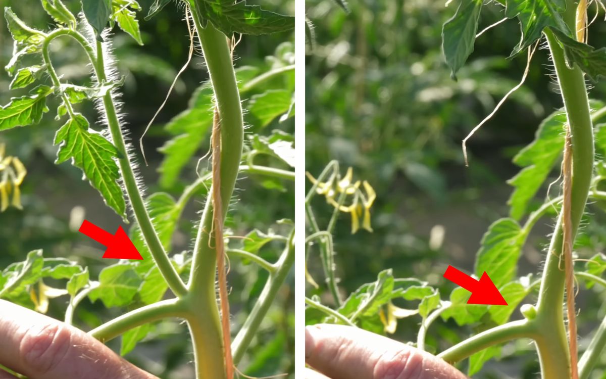 Geiztriebe bei Tomate
