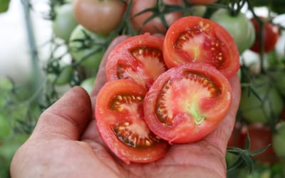 Salattomate Blicello