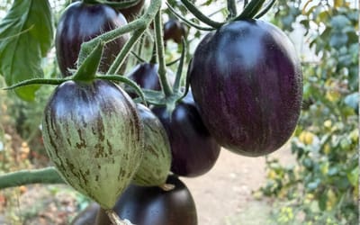 Tomate Brad's Atomic Grape
