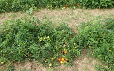 Buschtomate Gutingi
