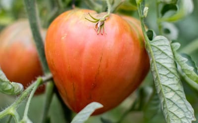 Tomate Rose de Cagnolle