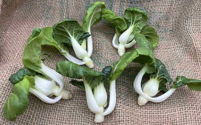 Tiny Bok Choi
