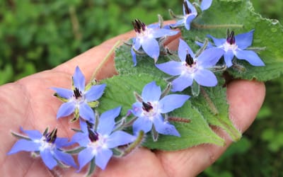 Blauer Borretsch Lena