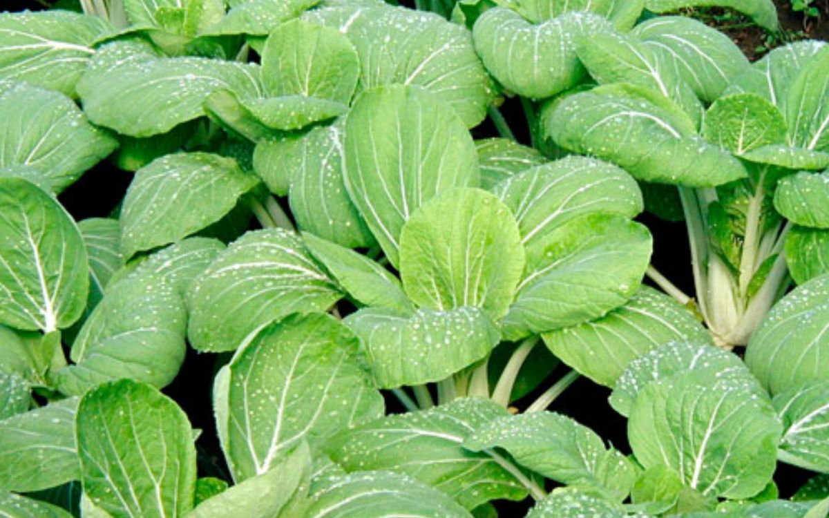 Pak Choi, White Celery Mustard