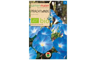 Prachtwinde
