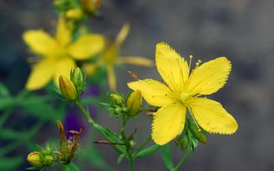 Johanniskraut
