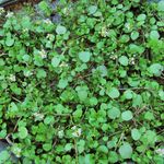 Seltene Blattgemüse & Salate