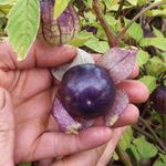 Exotische Fruchtgemüse 