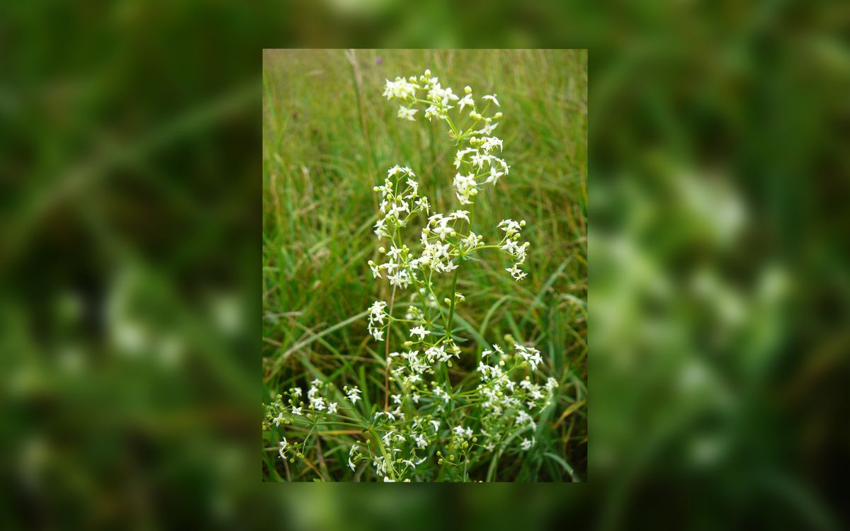 Wiesen-Labkraut
