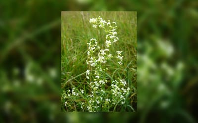 Wiesen-Labkraut