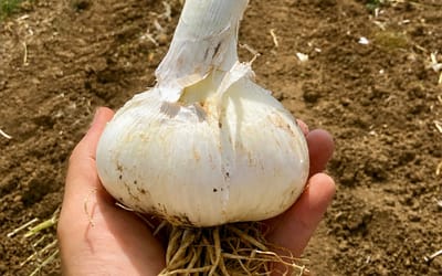 Italienischer Elefantenknoblauch