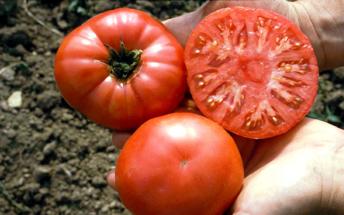 Fleischtomate Capseya (Paprikaförmige)