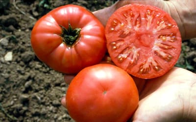Fleischtomate Capseya (Paprikaförmige)