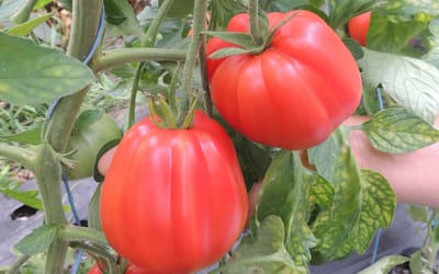 Fleischtomate Liguria
