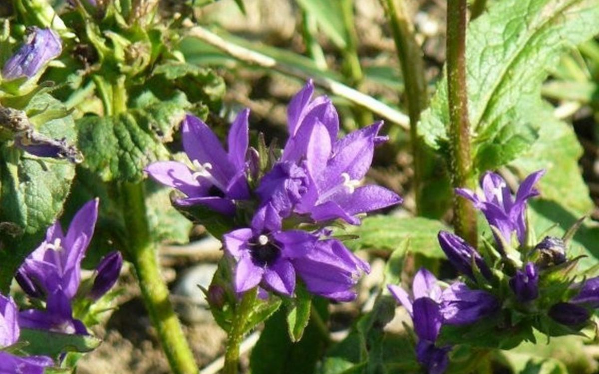 Büschelglockenblume