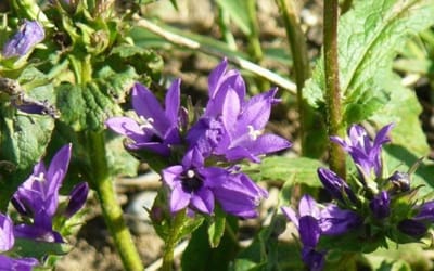 Büschelglockenblume