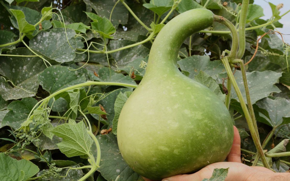 Kalebasse