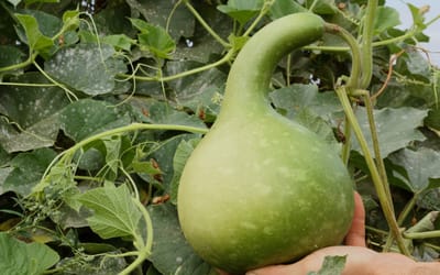 Kalebasse