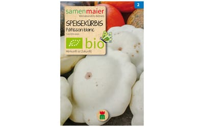 Patisson blanc