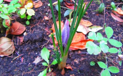 Safrankrokus