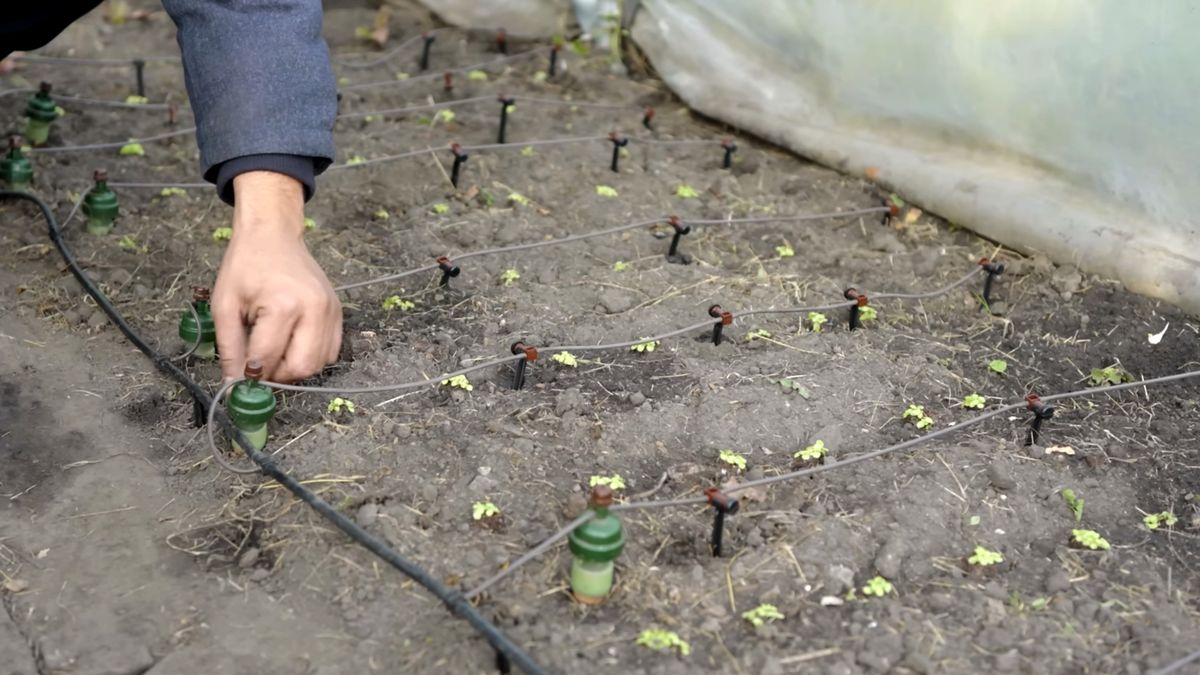 Bewässern mit Blumat Verteiltropfern