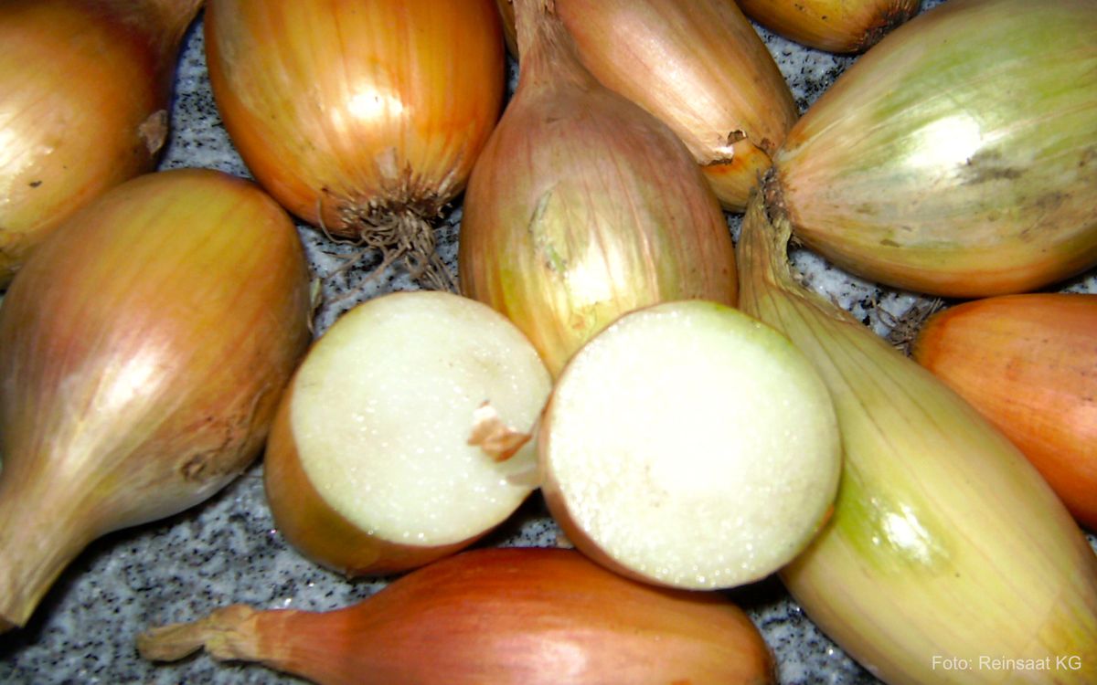 Schoderleer