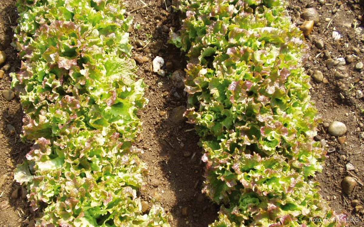 Lattughino riccio Lollo
