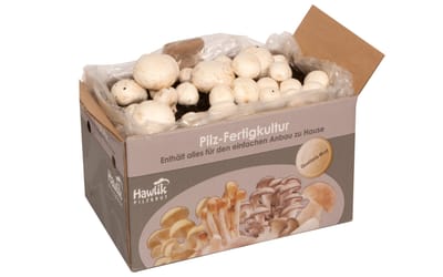 Champignon, weiß - Fertigkultur