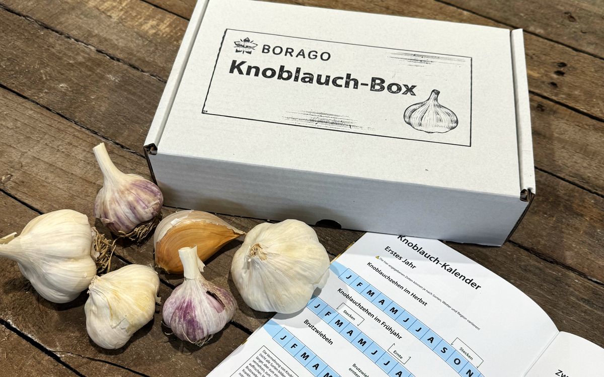 Knoblauch Box