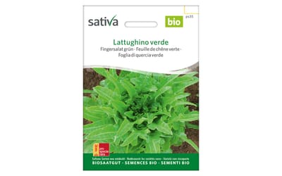 Lattughino verde