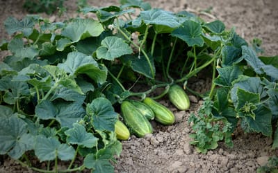 Gurke Gundel