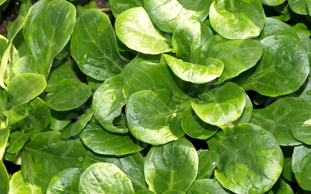 Coquille de Louviers