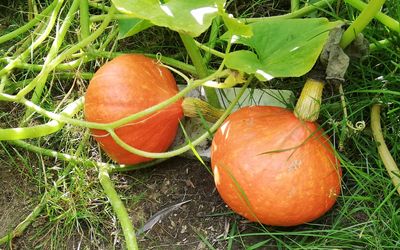 Hokkaido Red Kuri
