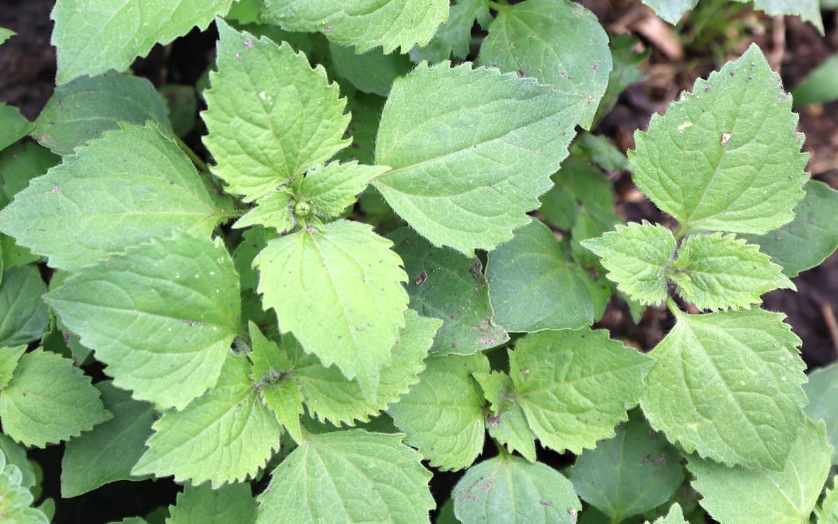 Franzosenkraut im Garten