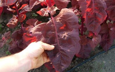 Gartenmelde rubinrot