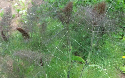 Fenchel, rotblättrig