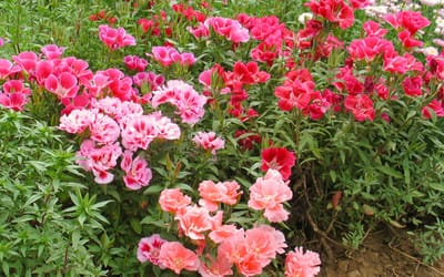 Atlasblume