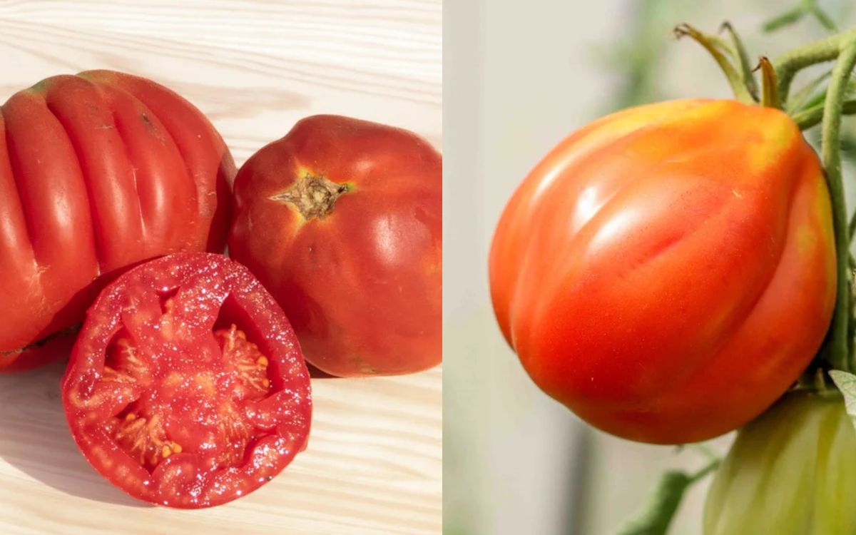 Tomate Cœur de Bœuf de Nice