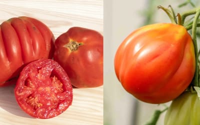 Tomate Cœur de Bœuf de Nice